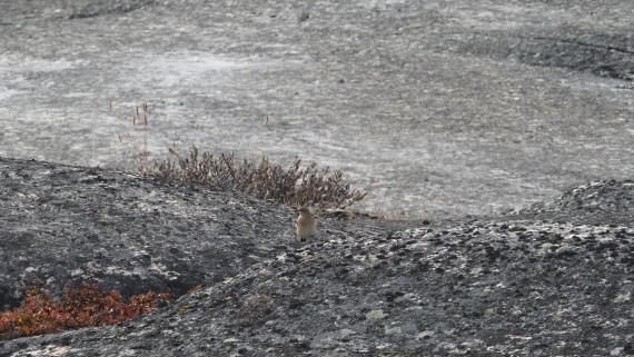 PLA12-24, Day 4,  _1010285_© Ursula Tscherter © Ursula Tscherter - Oceanwide Expeditions.JPG