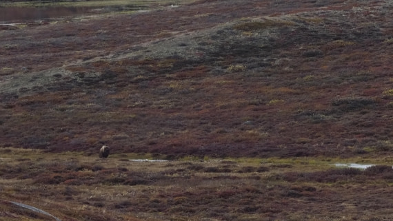 PLA12-24, Day 4,  _1010322_© Ursula Tscherter © Ursula Tscherter - Oceanwide Expeditions.JPG