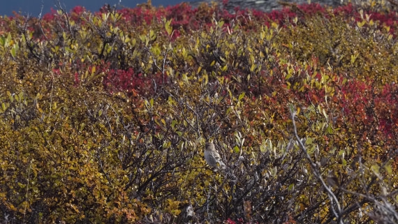 PLA12-24, Day 4,  _1010351_© Ursula Tscherter © Ursula Tscherter - Oceanwide Expeditions.JPG