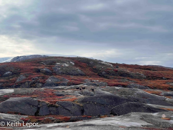 PLA12-24, Day 4,  IMG_1436-2 © Keith Lepor - Oceanwide Expeditions.jpg