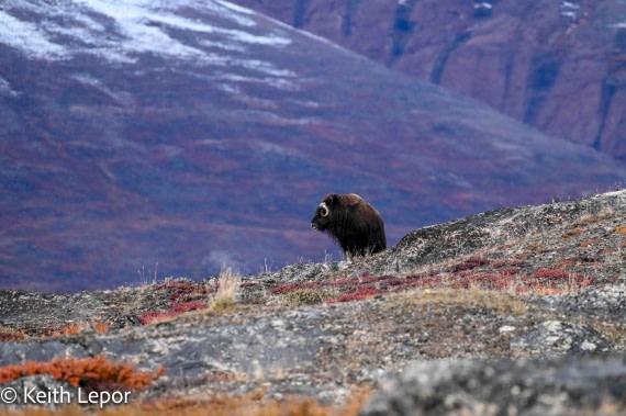 PLA12-24, Day 4,  IMG_1437-2 © Keith Lepor - Oceanwide Expeditions.jpg
