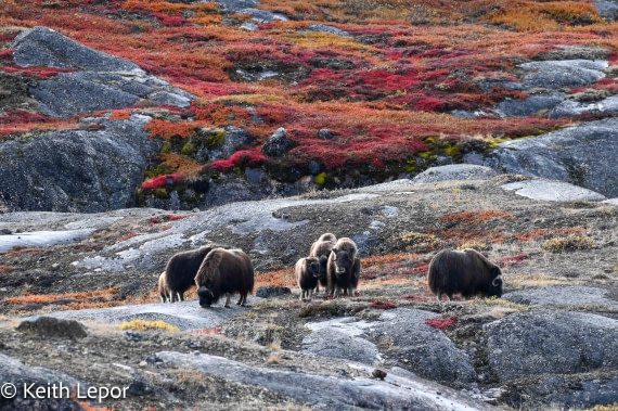 PLA12-24, Day 4,  IMG_1439-2 © Keith Lepor - Oceanwide Expeditions.jpg