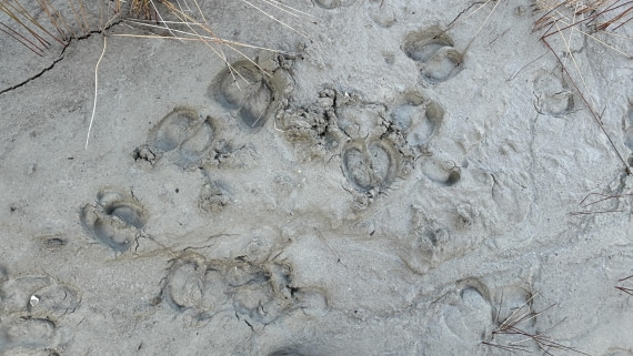 PLA12-24, Day 4,  IMG_E6538_© Ursula Tscherter © Ursula Tscherter - Oceanwide Expeditions.jpg