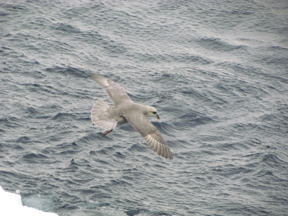 PLA12-24, Day 8,  IMG_2215 © Unknown photographer - Oceanwide Expeditions.JPG