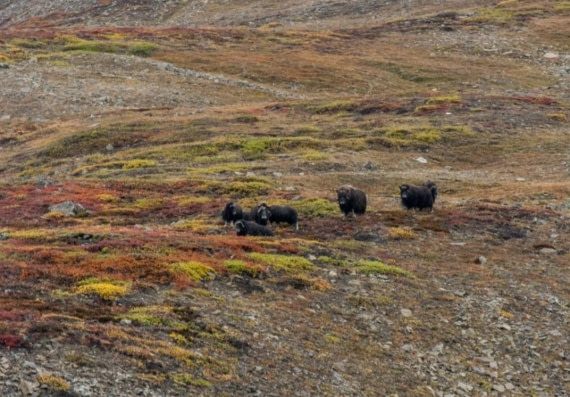 OTL11-24, Day 6,  Picture12 © Unknown photographer - Oceanwide Expeditions.jpg