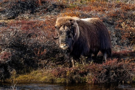 OTL11-24, Day 10,  Picture25 © Unknown photographer - Oceanwide Expeditions.jpg