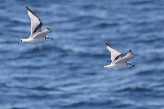 OTL12-24, Day 2,  5F4A1188 © Regis Perdriat - Oceanwide Expeditions.jpg