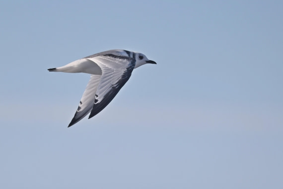 OTL12-24, Day 2,  5F4A1210 © Regis Perdriat - Oceanwide Expeditions.jpg