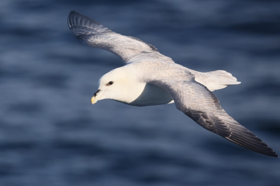 OTL12-24, Day 2,  5F4A1226 © Regis Perdriat - Oceanwide Expeditions.jpg