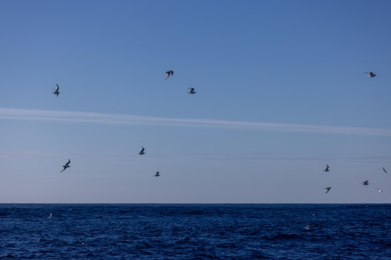 OTL12-24, Day 2,  088A1966 © Martin Anstee - Oceanwide Expeditions.jpg