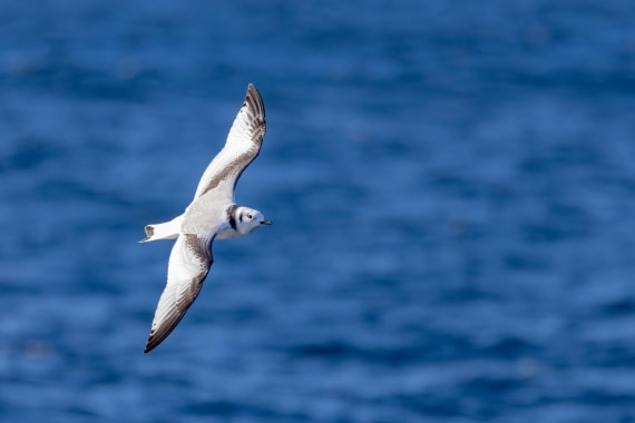 OTL12-24, Day 2,  088A2004 © Martin Anstee - Oceanwide Expeditions.jpg