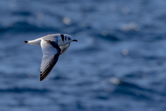 OTL12-24, Day 2,  088A2015 © Martin Anstee - Oceanwide Expeditions.jpg