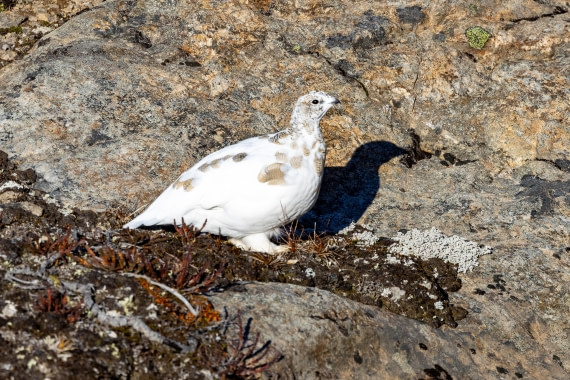 OTL12-24, Day 3,  088A2044 © Martin Anstee - Oceanwide Expeditions.jpg