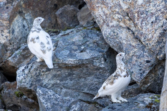 OTL12-24, Day 3,  088A2071 © Martin Anstee - Oceanwide Expeditions.jpg