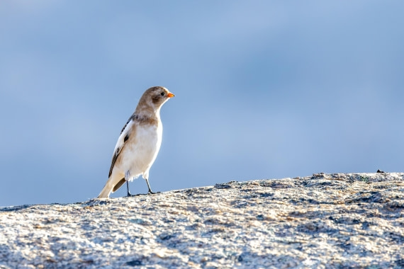 OTL12-24, Day 3,  088A2094 © Martin Anstee - Oceanwide Expeditions.jpg