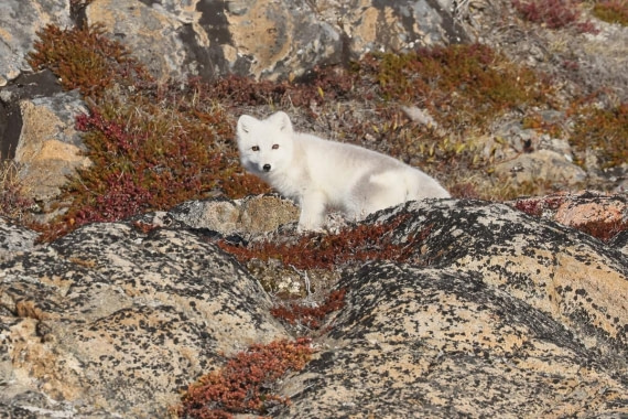 OTL12-24, Day 3,  Arctic fox_Regis_PERDRIAT (4) © Regis Perdriat - Oceanwide Expeditions.jpg