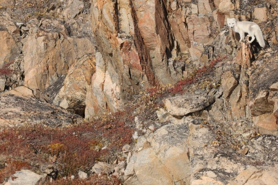 OTL12-24, Day 3,  Arctic fox_Regis_PERDRIAT (5) © Regis Perdriat - Oceanwide Expeditions.jpg