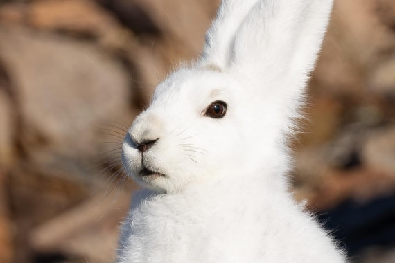 OTL12-24, Day 3,  FZ1A0718-Enhanced-NR © Unknown photographer - Oceanwide Expeditions.jpg