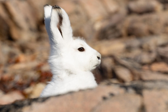 OTL12-24, Day 3,  FZ1A0726 © Unknown photographer - Oceanwide Expeditions.jpg