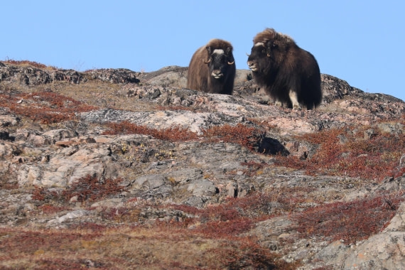 OTL12-24, Day 3,  Musk ox_Régis PERDRIAT © Regis Perdriat - Oceanwide Expeditions.jpg