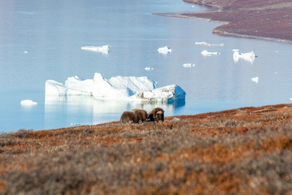 OTL12-24, Day 4,  _DSC7085 © Unknown photographer - Oceanwide Expeditions.jpg