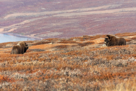 OTL12-24, Day 4,  _DSC7090 © Unknown photographer - Oceanwide Expeditions.jpg