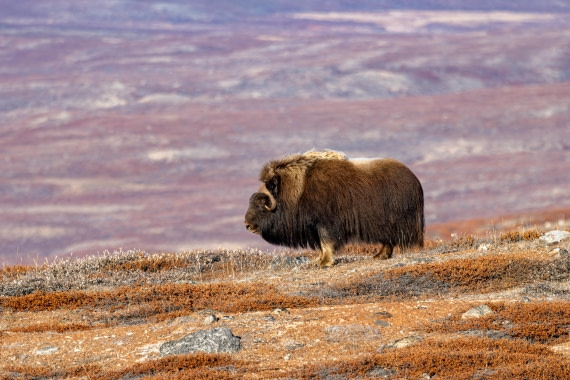 OTL12-24, Day 4,  088A2183 © Martin Anstee - Oceanwide Expeditions.jpg