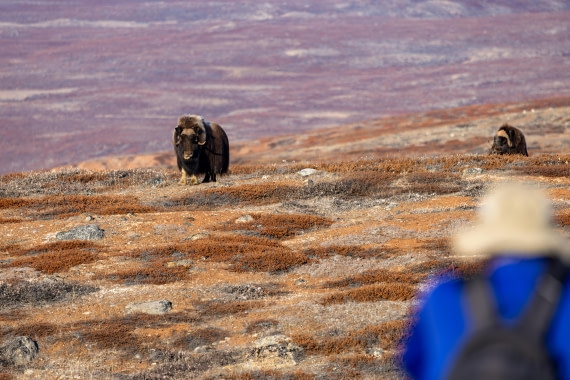 OTL12-24, Day 4,  088A2163 © Martin Anstee - Oceanwide Expeditions.jpg