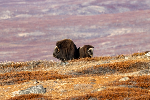 OTL12-24, Day 4,  088A2225 © Martin Anstee - Oceanwide Expeditions.jpg