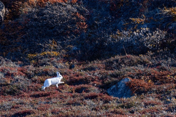 OTL12-24, Day 4,  088A2235 © Martin Anstee - Oceanwide Expeditions.jpg