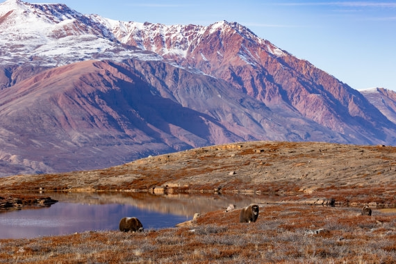 OTL12-24, Day 4,  FZ1A0894 © Unknown photographer - Oceanwide Expeditions.jpg