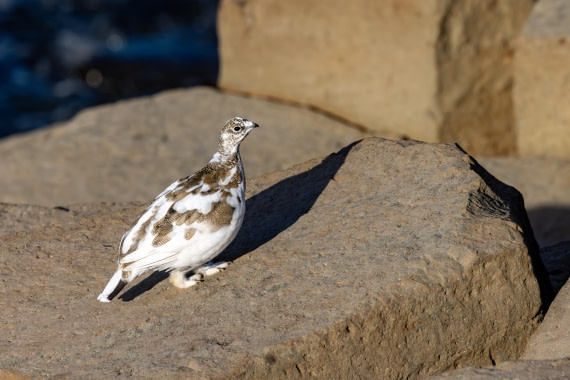 OTL12-24, Day 6,  5F4A1957 © Unknown photographer - Oceanwide Expeditions.jpg