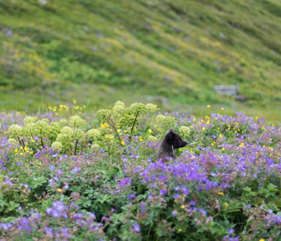 Arctic fox © GettyImages-1158281142.jpg