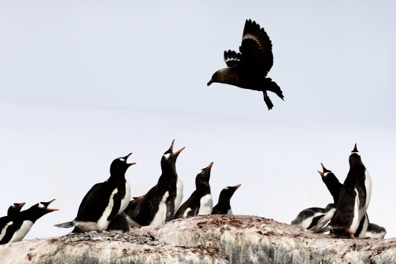 “”Danger Aloft”