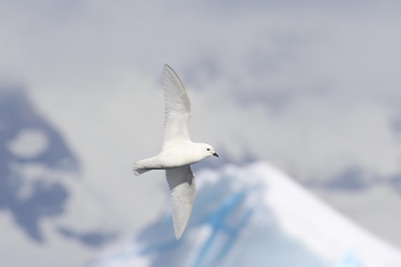 “Snow Petrel”