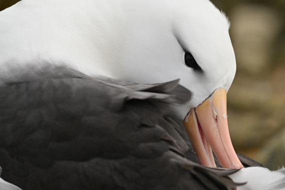 PLA20-24, Day 5, AY8_9449_20241022_6806 © Yves Adams - Oceanwide Expeditions.JPG