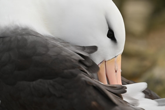 PLA20-24, Day 5, AY8_9494_20241022_6807 © Yves Adams - Oceanwide Expeditions.JPG