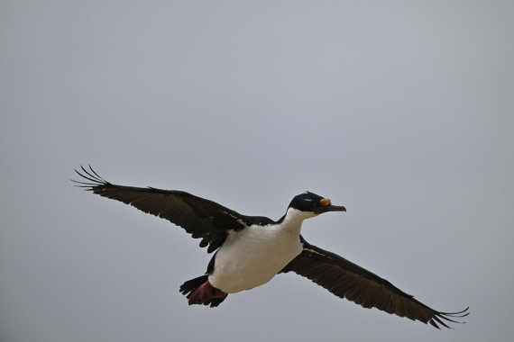 PLA20-24, Day 5, AY8_9738_20241022_6808 © Yves Adams - Oceanwide Expeditions.JPG