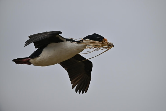 PLA20-24, Day 5, AY8_9777_20241022_6811 © Yves Adams - Oceanwide Expeditions.JPG