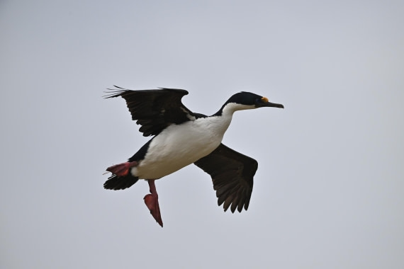 PLA20-24, Day 5, AY8_9813_20241022_6812 © Yves Adams - Oceanwide Expeditions.JPG