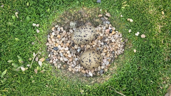 PLA20-24, Day 5, 20241022-IMG_3760 © Unknown photographer - Oceanwide Expeditions.jpg