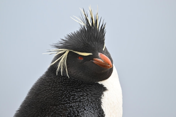 PLA20-24, Day 5, AY8_0122_20241022_6813 © Yves Adams - Oceanwide Expeditions.JPG