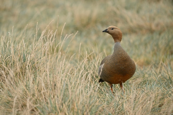 PLA20-24, Day 5, AY8_0768_20241022_6814 © Yves Adams - Oceanwide Expeditions.JPG
