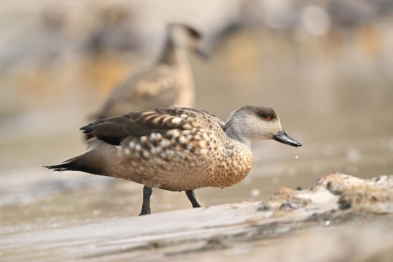 PLA20-24, Day 5, AY8_0865_20241022_6815 © Yves Adams - Oceanwide Expeditions.JPG