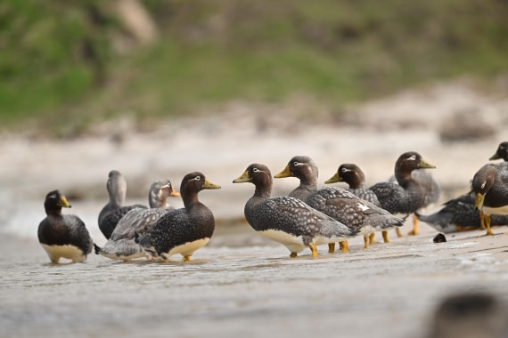 PLA20-24, Day 5, AY8_0970_20241022_6817 © Yves Adams - Oceanwide Expeditions.JPG