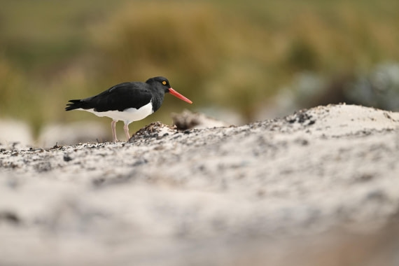 PLA20-24, Day 5, AY8_1046_20241022_6819 © Yves Adams - Oceanwide Expeditions.JPG