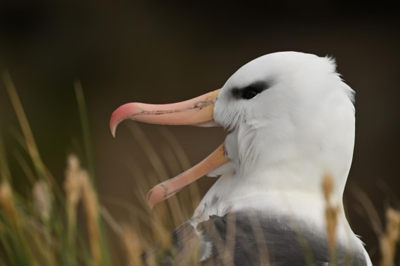 PLA20-24, Day 5, AY8_1126_20241022_6820 © Yves Adams - Oceanwide Expeditions.JPG