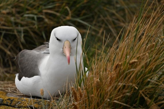 PLA20-24, Day 5, AY8_1162_20241022_6821 © Yves Adams - Oceanwide Expeditions.JPG