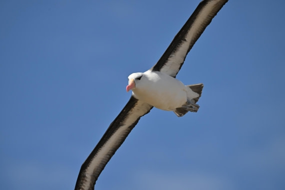 PLA20-24, Day 5, AY8_1617_20241022_6826 © Yves Adams - Oceanwide Expeditions.JPG