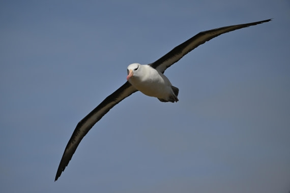 PLA20-24, Day 5, AY8_1651_20241022_6827 © Yves Adams - Oceanwide Expeditions.JPG